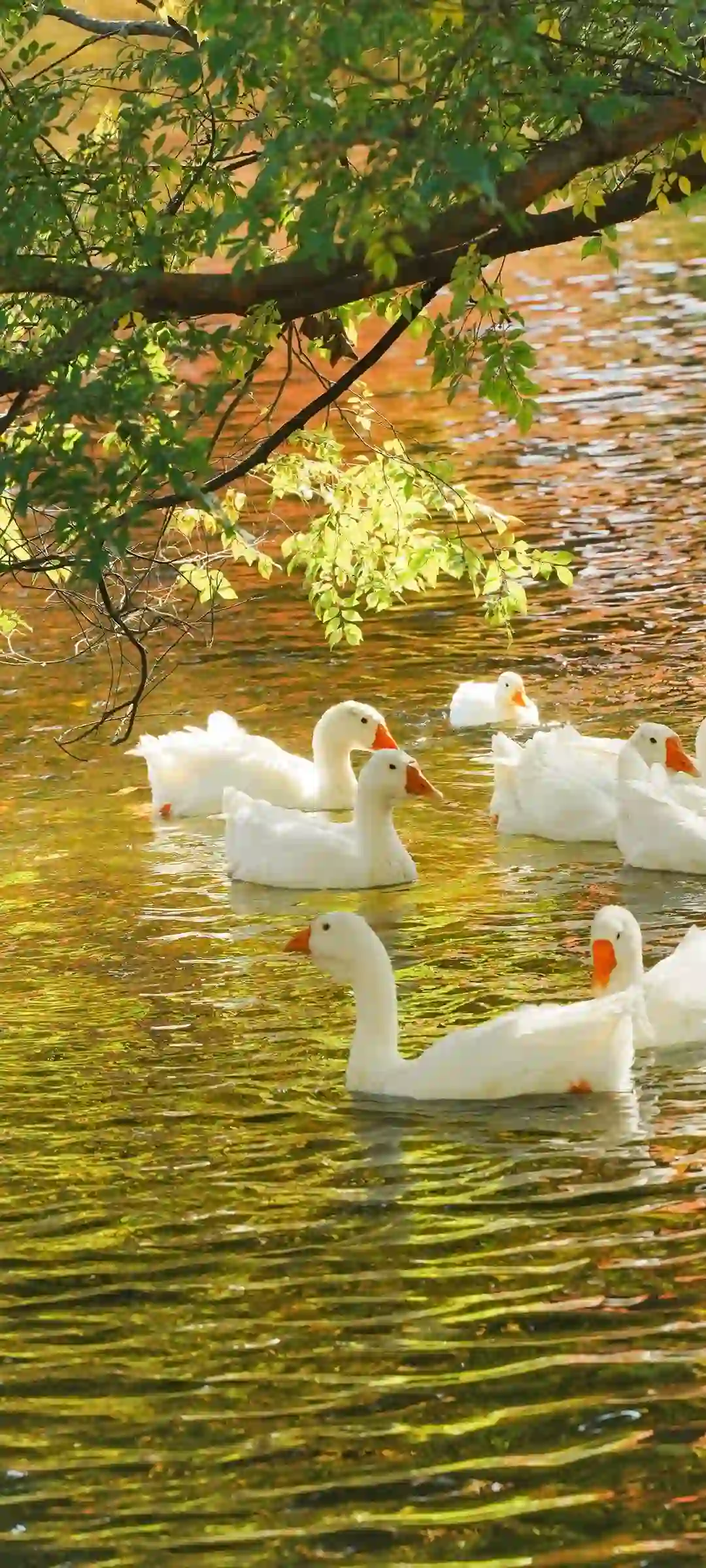 美女风景动漫手机壁纸展示