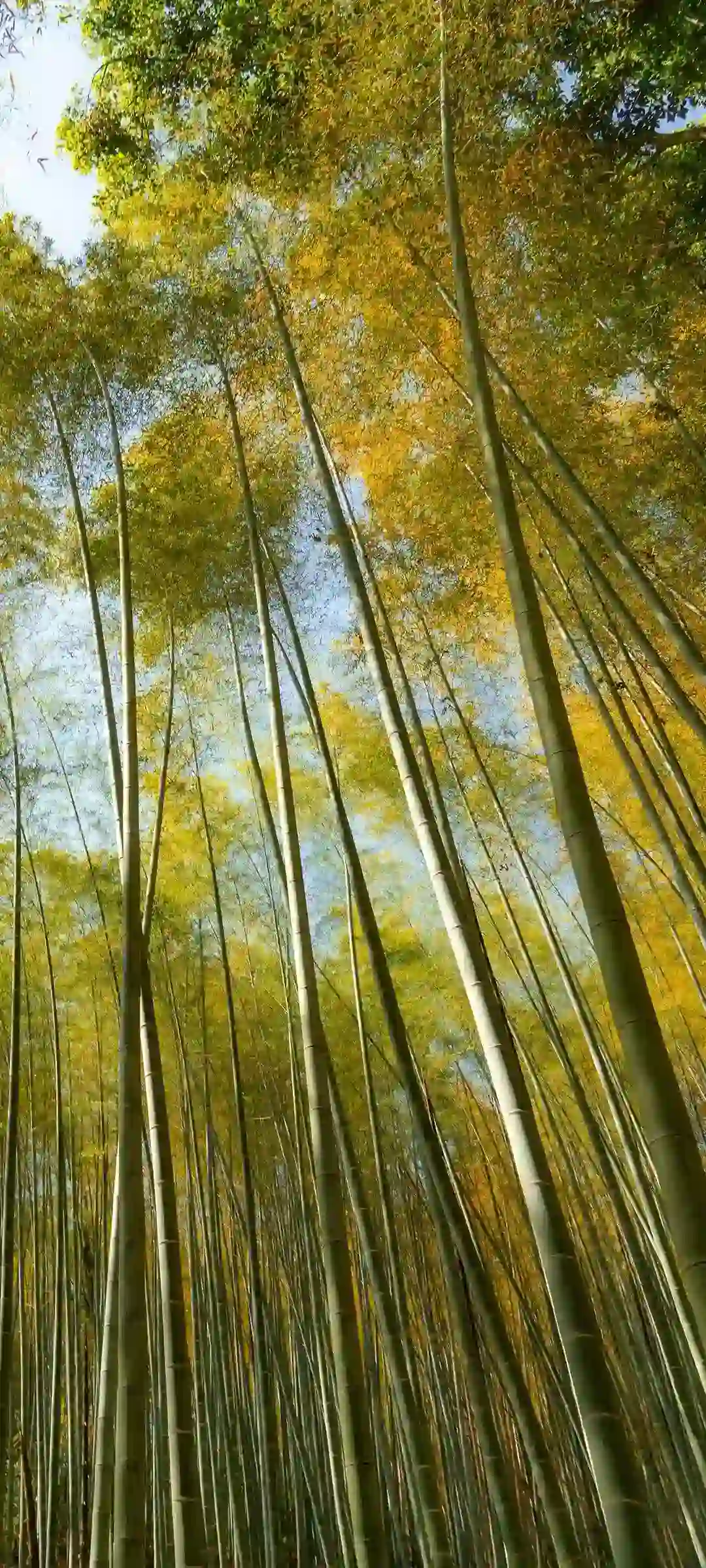 自然风光清新山水画面