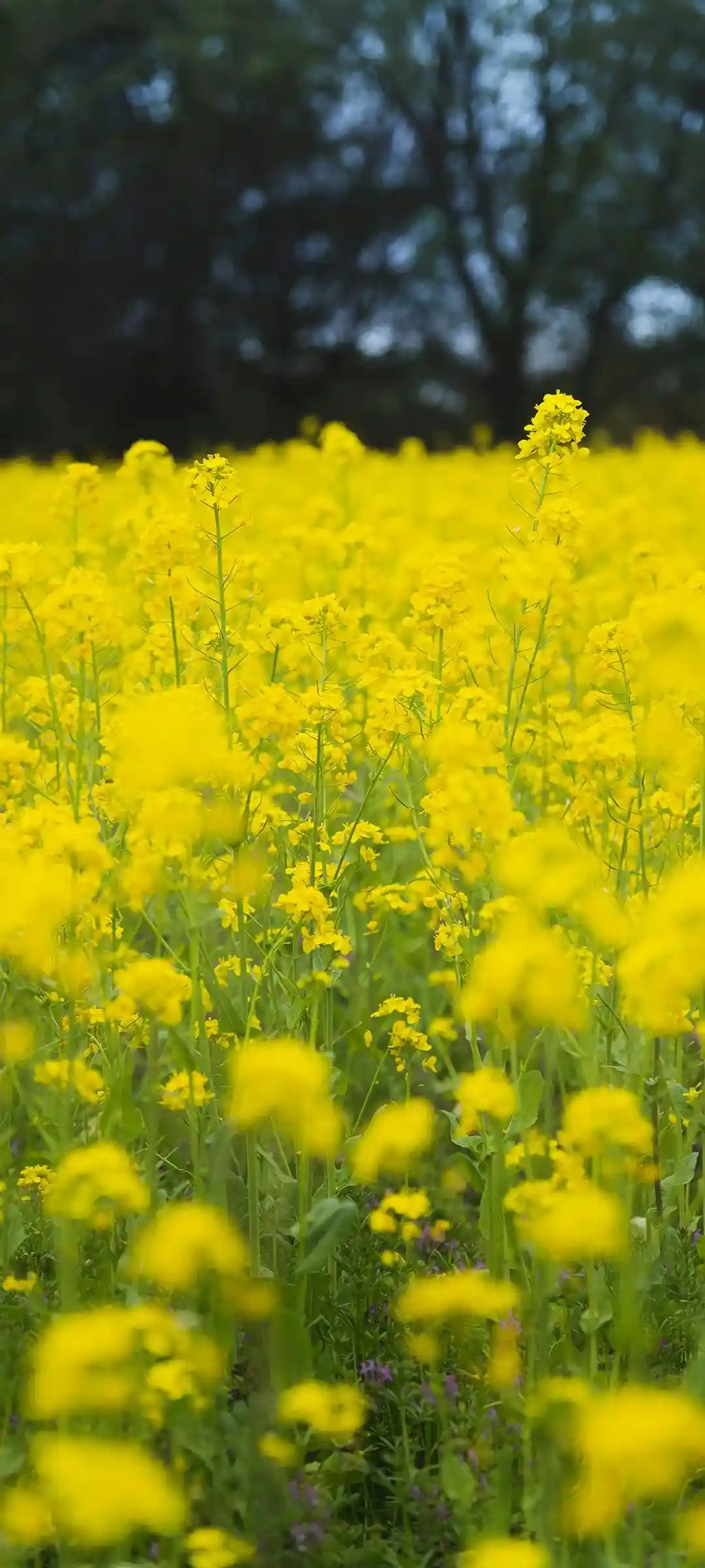 花景动漫角色手机壁纸清新 花景动漫角色手机壁纸清新