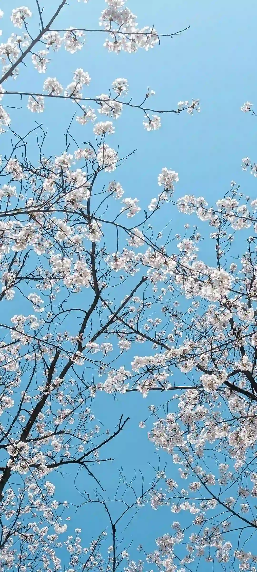 精选手机壁纸艺术作品展示