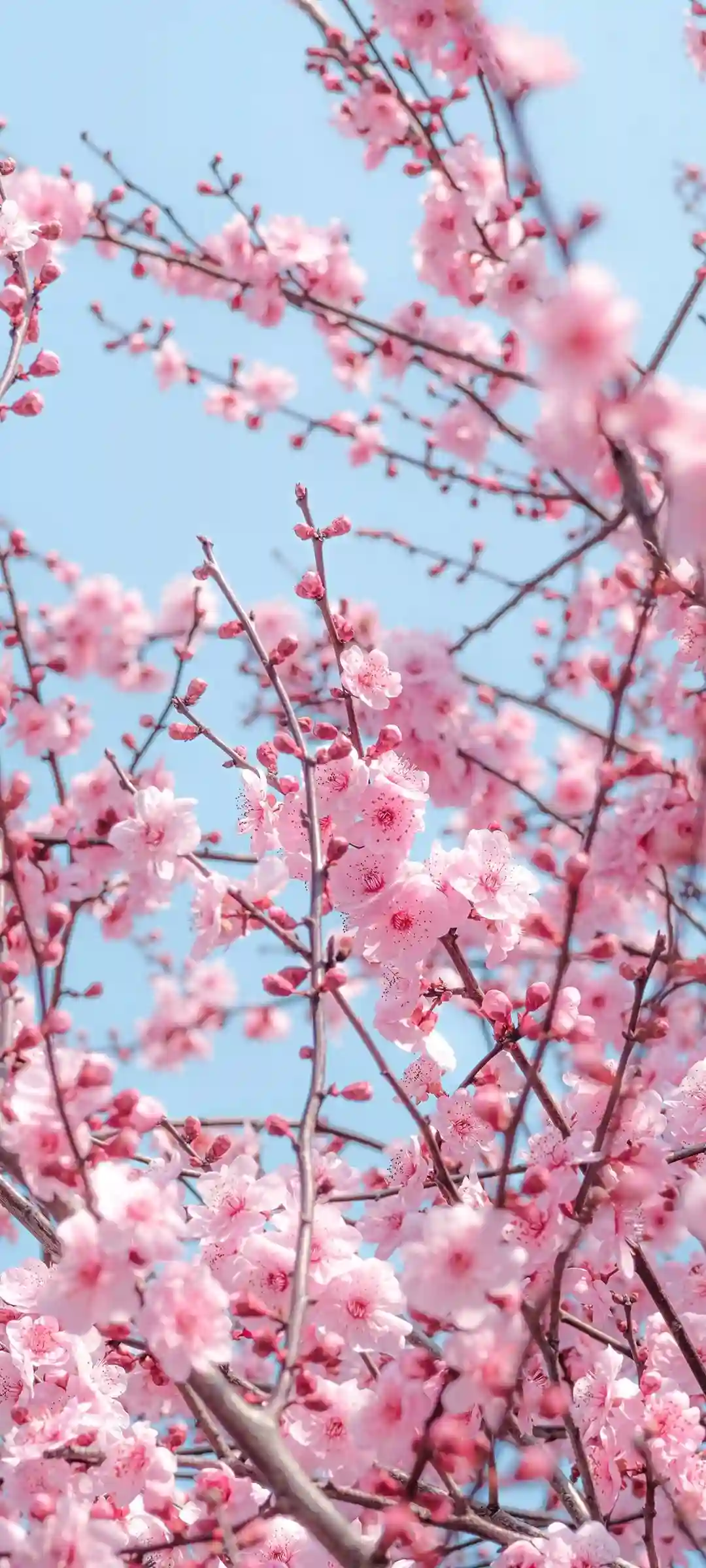 人物与动画主题全面屏壁纸画面