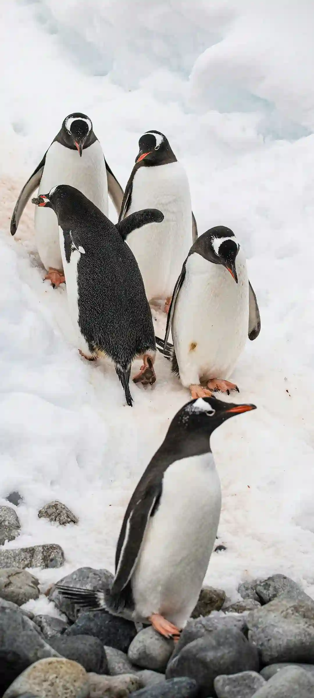 简约清新风格手机壁纸设计