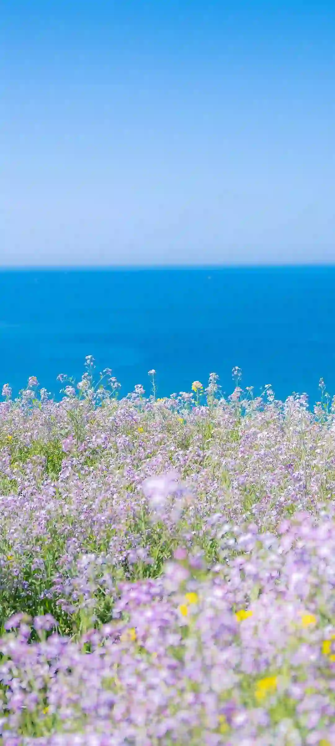 自然场景动漫角色视觉壁纸