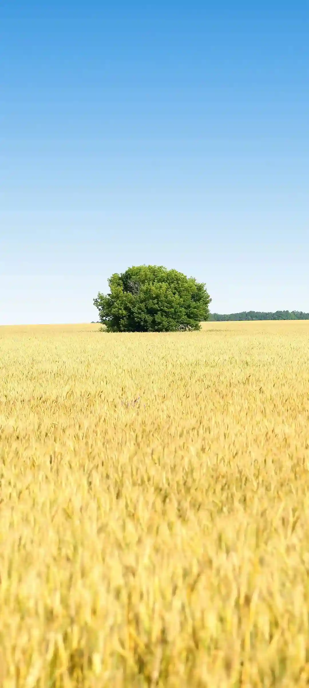 自然风光清新山水画面