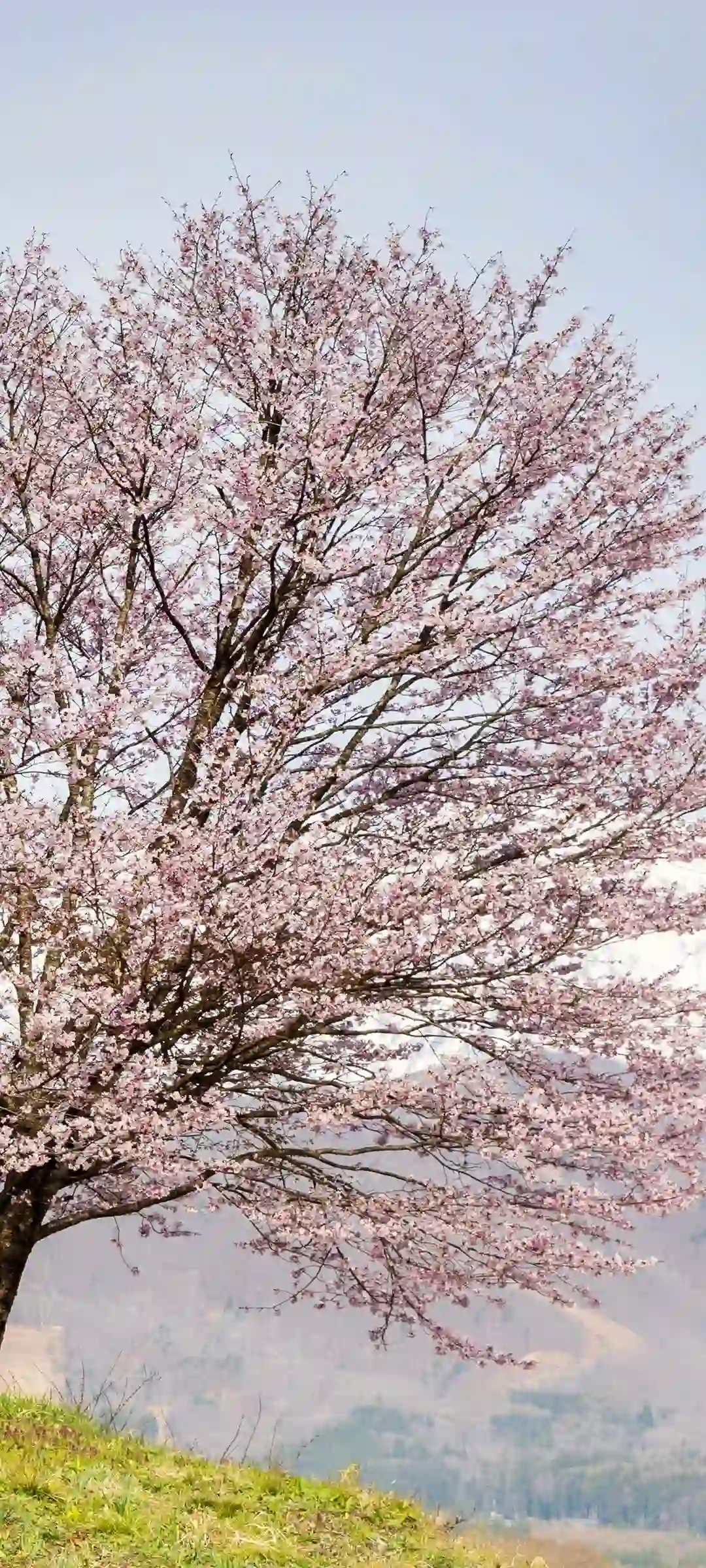 花景动漫角色手机壁纸清新