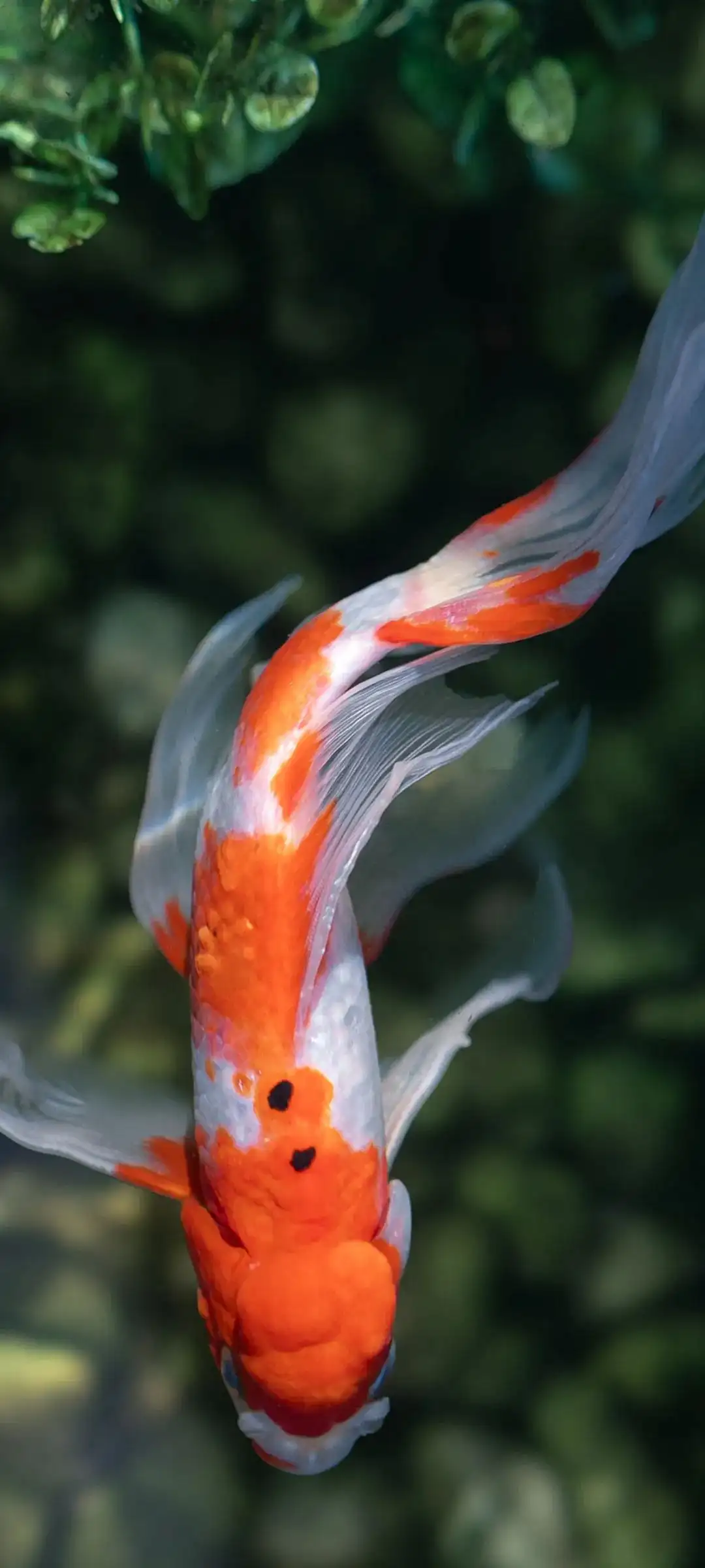 暖调原野锦鲤自然画面