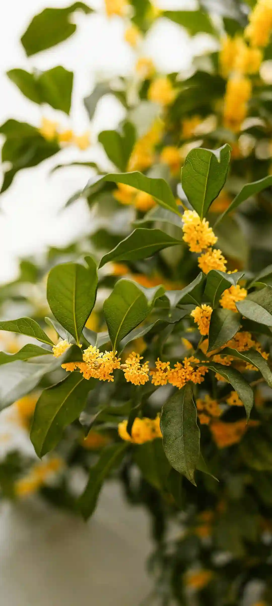 秋景手机壁纸合集