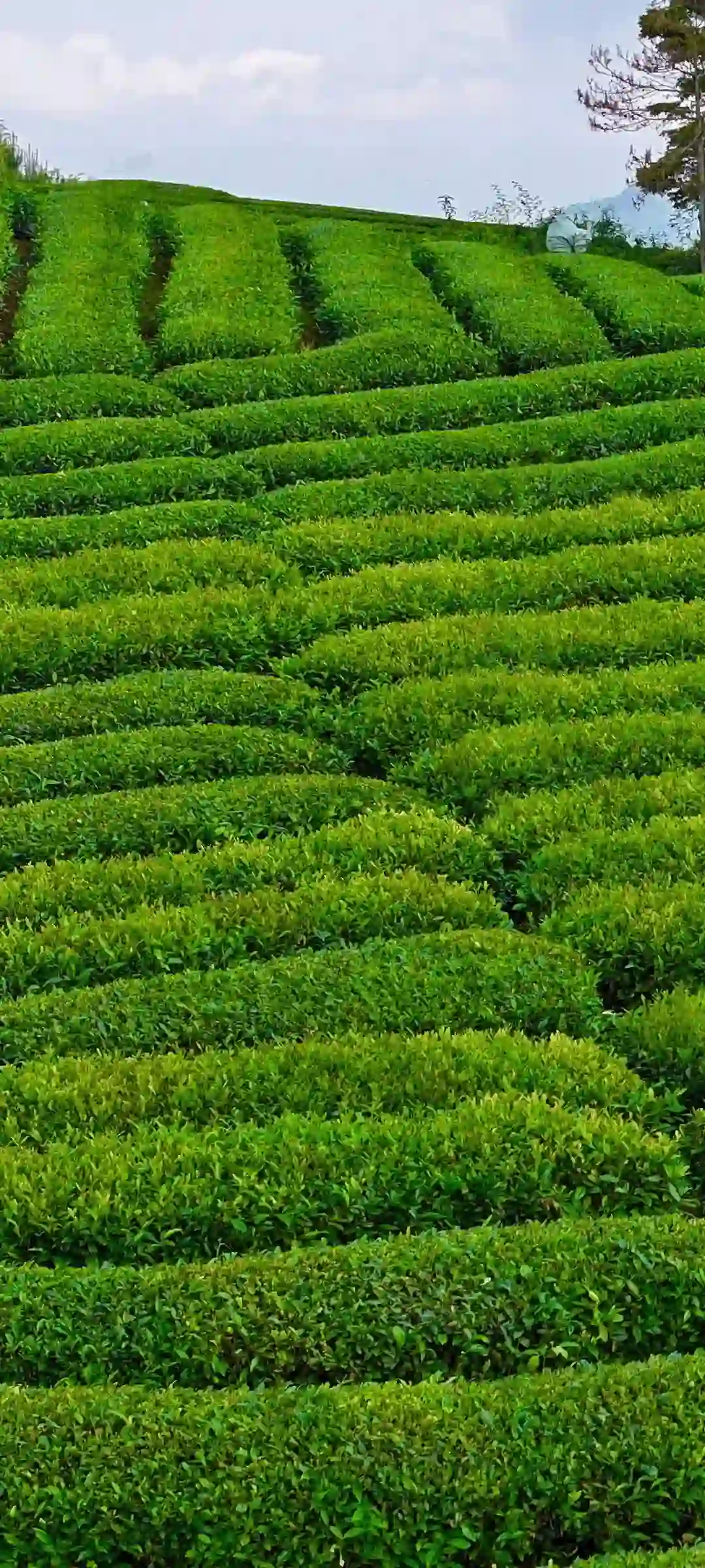 精美风景手机壁纸欣赏