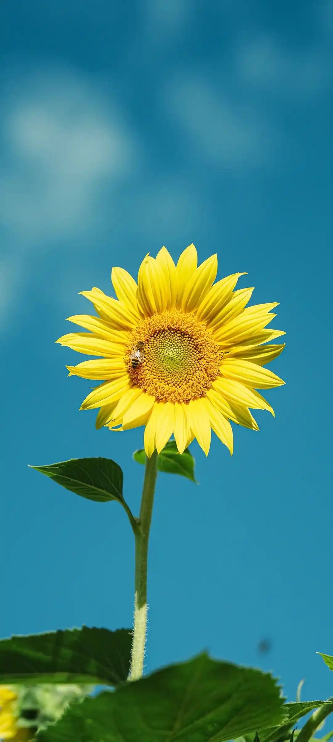 暖色原野插画光影画面