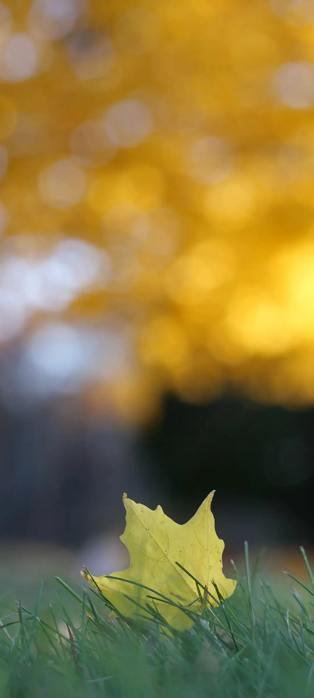 秋景手机壁纸合集