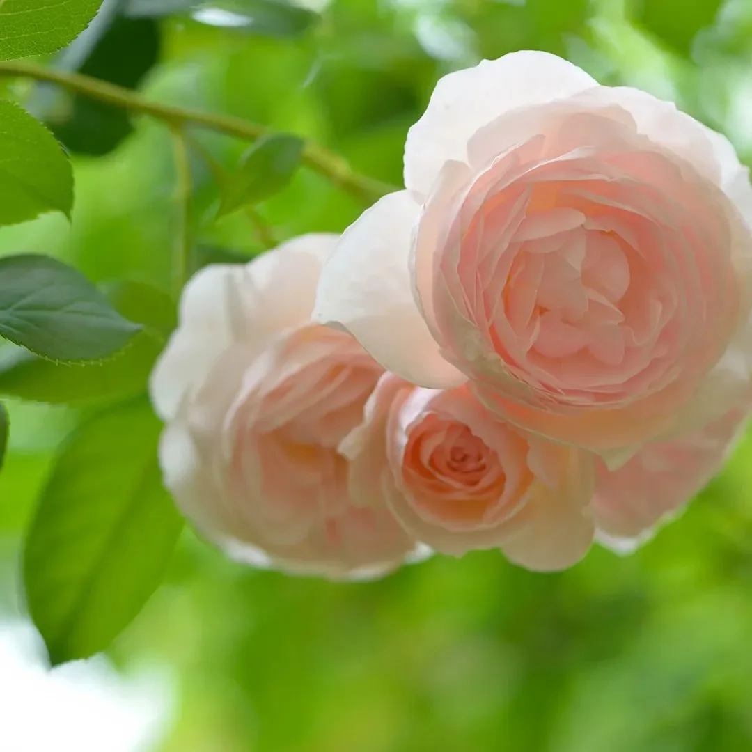 简洁风格人物头像画面