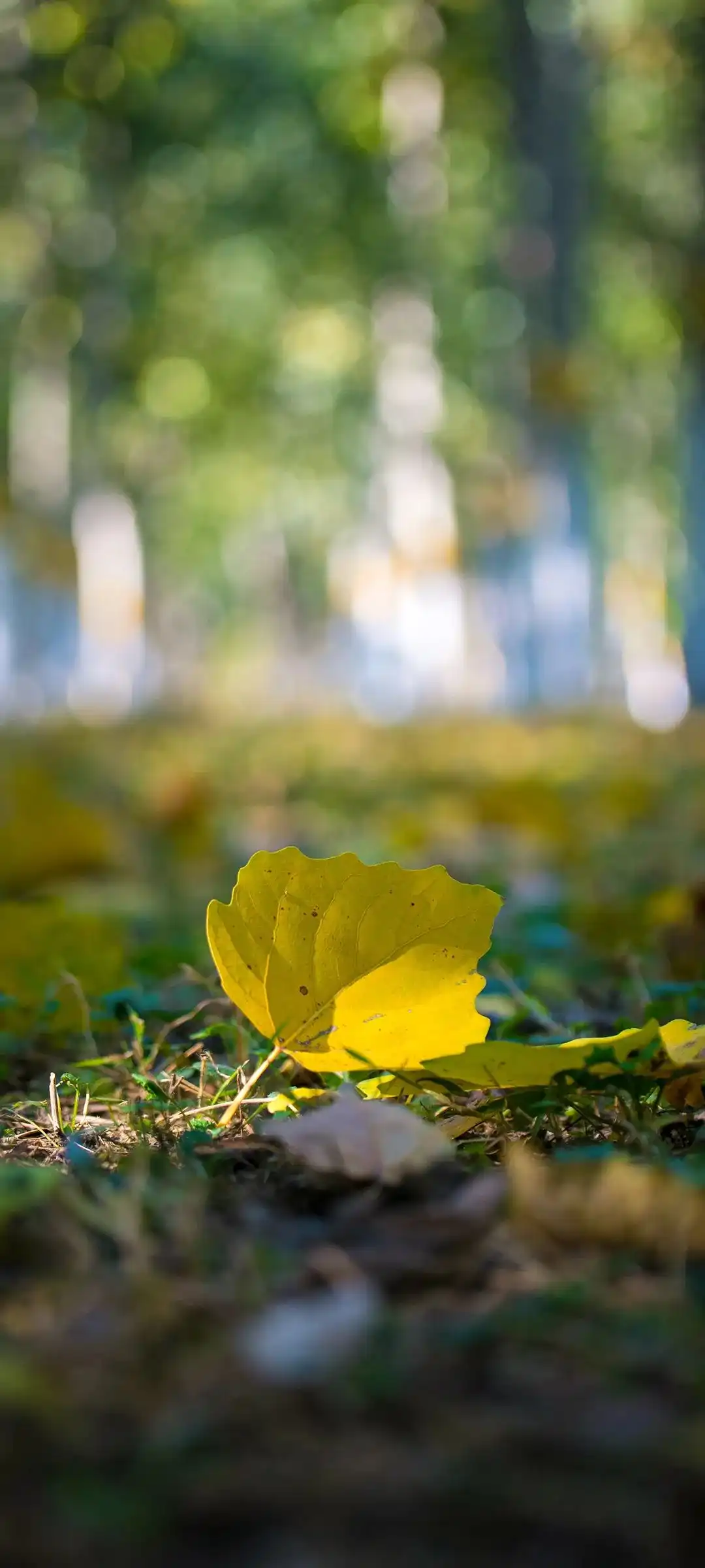 秋景手机壁纸合集